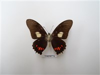 藏品(鳳蝶科-南美洲(六))的圖片